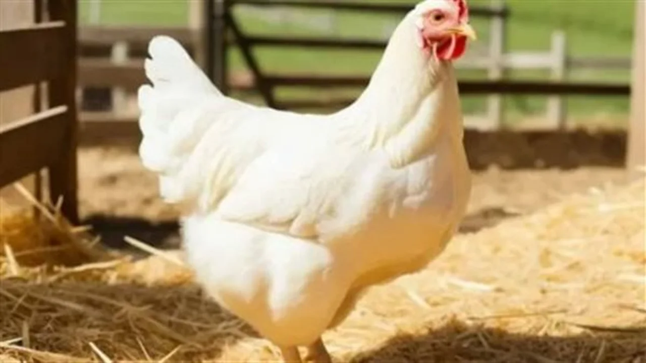 تحديث الأسعار.. مؤشر تكلفة الدواجن والبيض يتباين داخل أسواق المحافظات اليوم